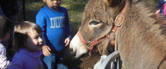 Getting to know petting zoo farm animals at CountrySide
