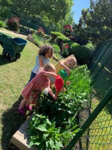 Watering of the plants being done by the children